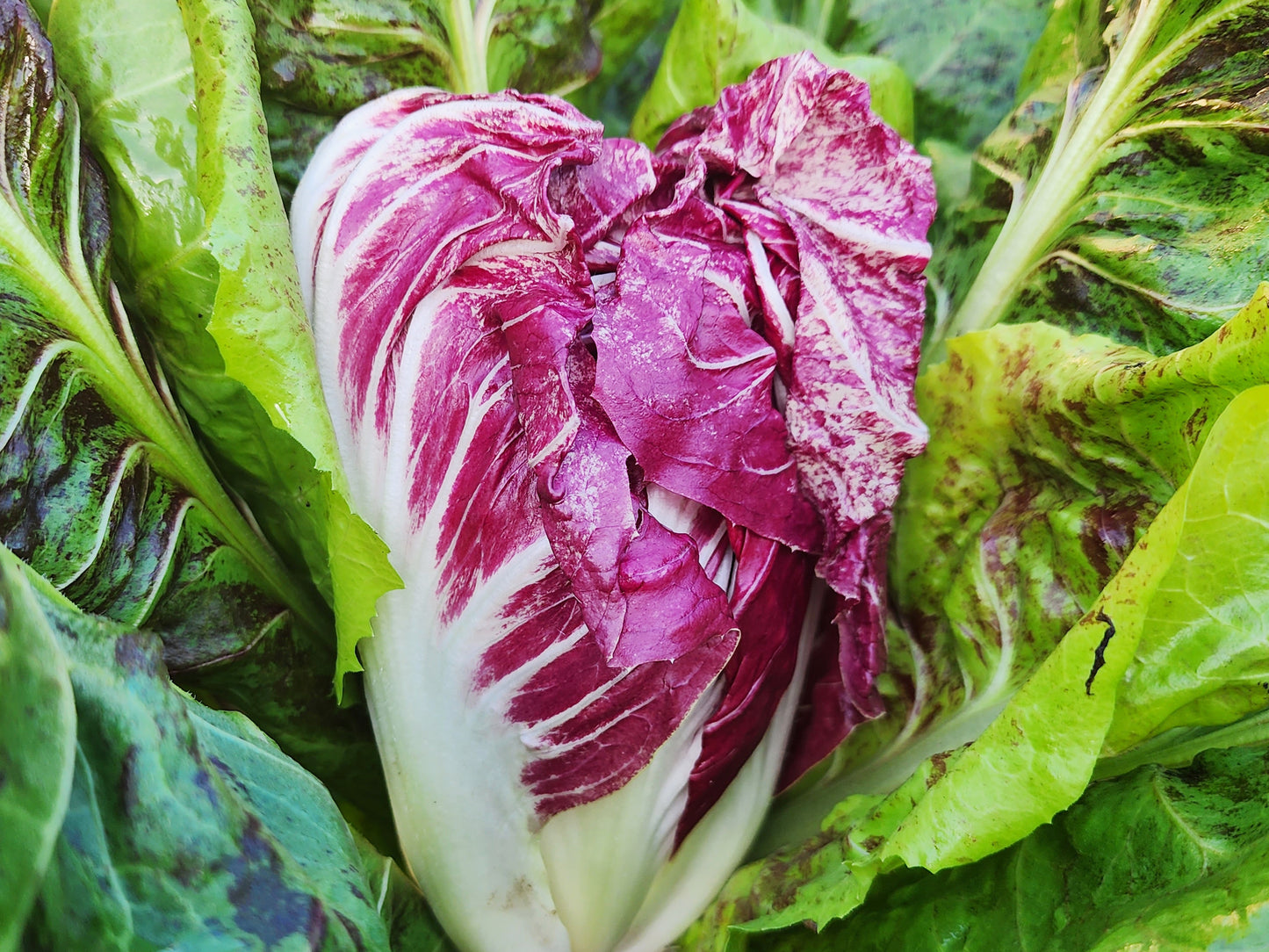 Palla Rosa Radicchio Seeds