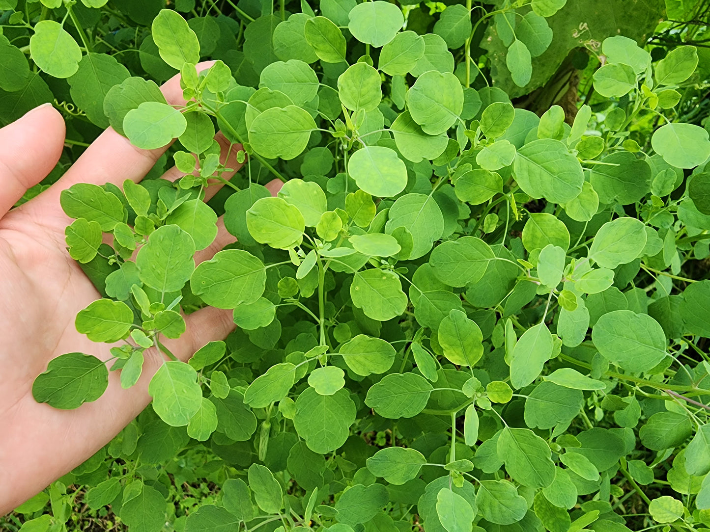 Papalo Quilquiña Herb Seeds