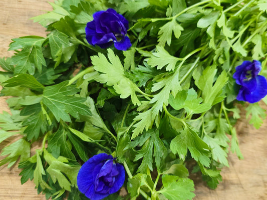 Italian Flat Leaf Parsley Herb Seeds