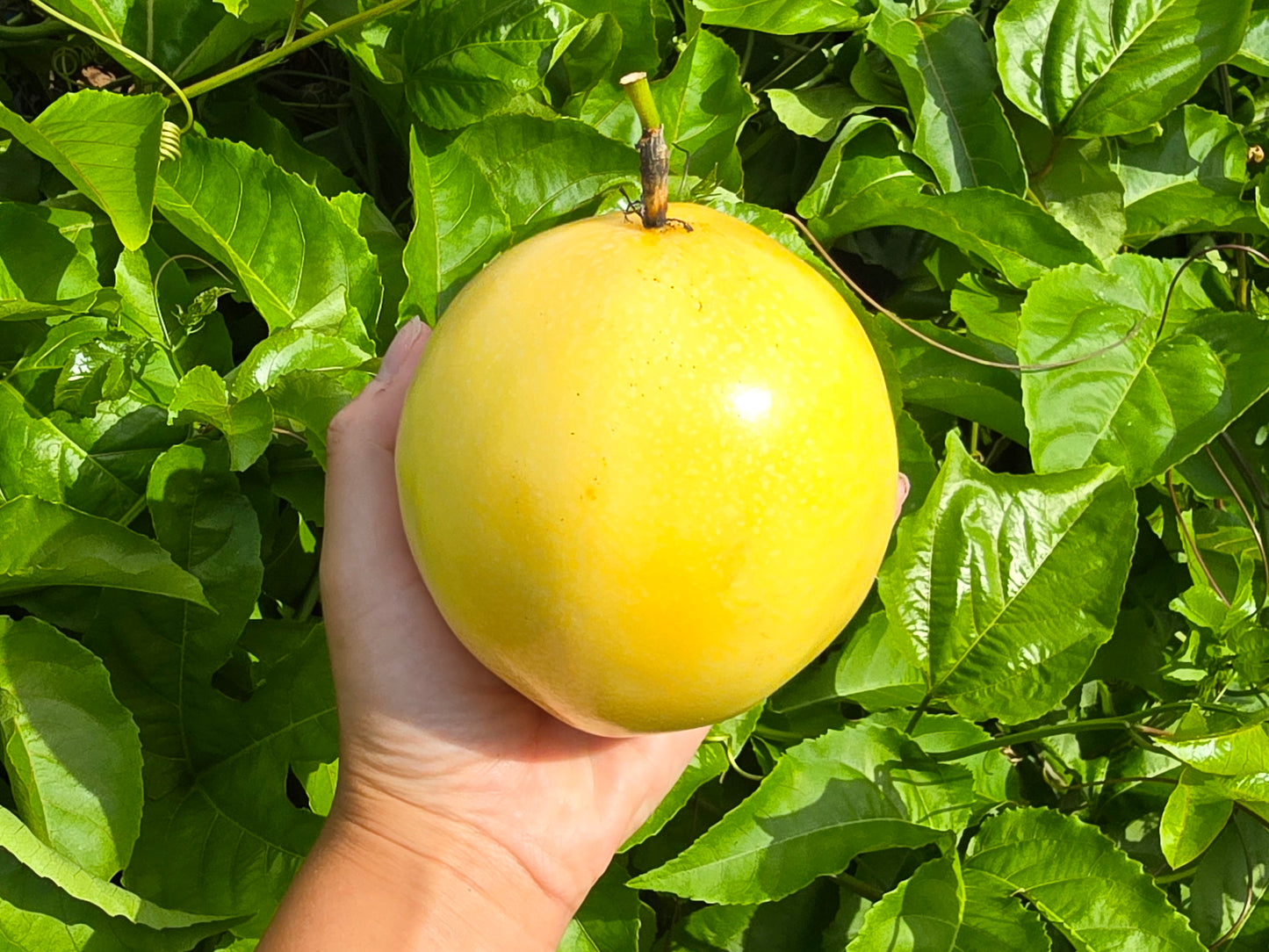 plant passion fruit from seeds Giant Yellow Passionfruit – Rare Tropical Fruit Seeds – Jerra's Garden