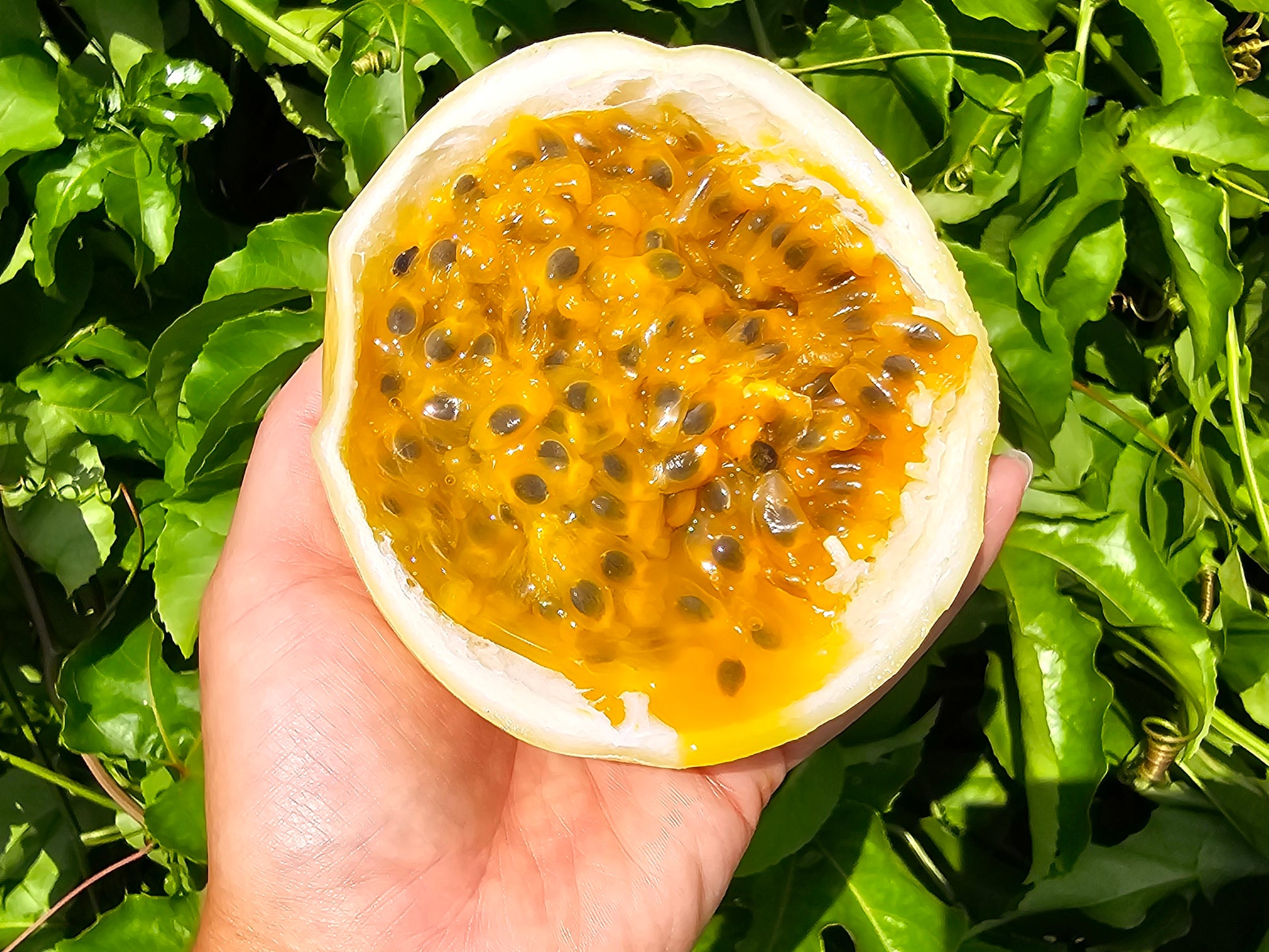 brazil plants seeds RARE Giant Yellow Brazilian Passionfruit Seeds