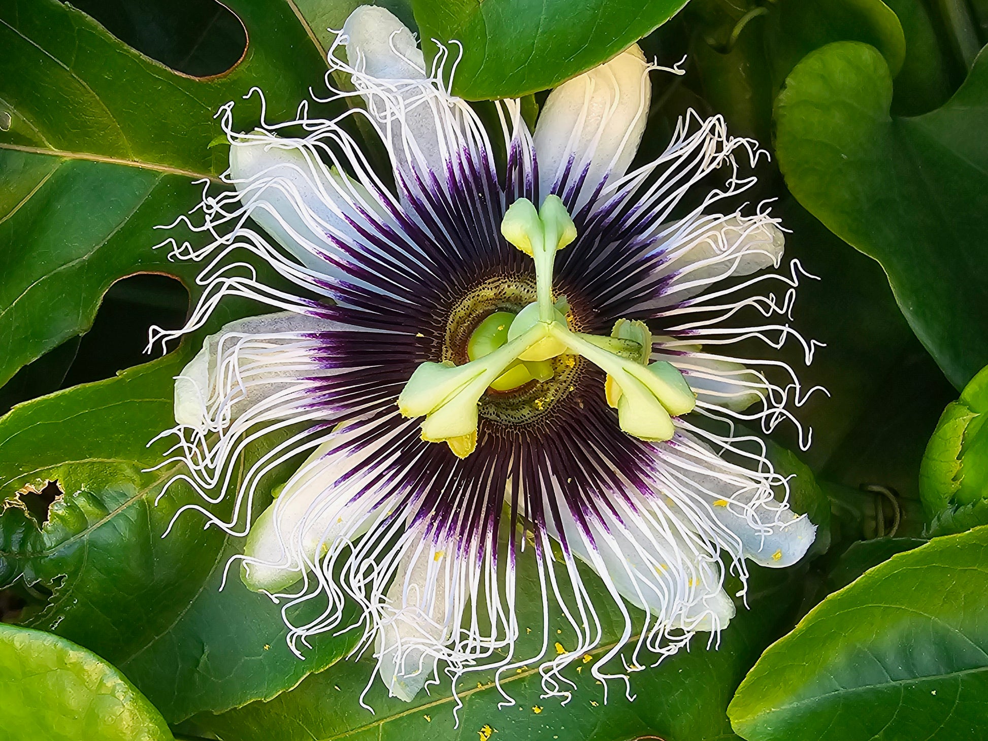 planting granadilla seeds Giant Yellow Passionfruit – Rare Tropical Fruit Seeds – Jerra's Garden