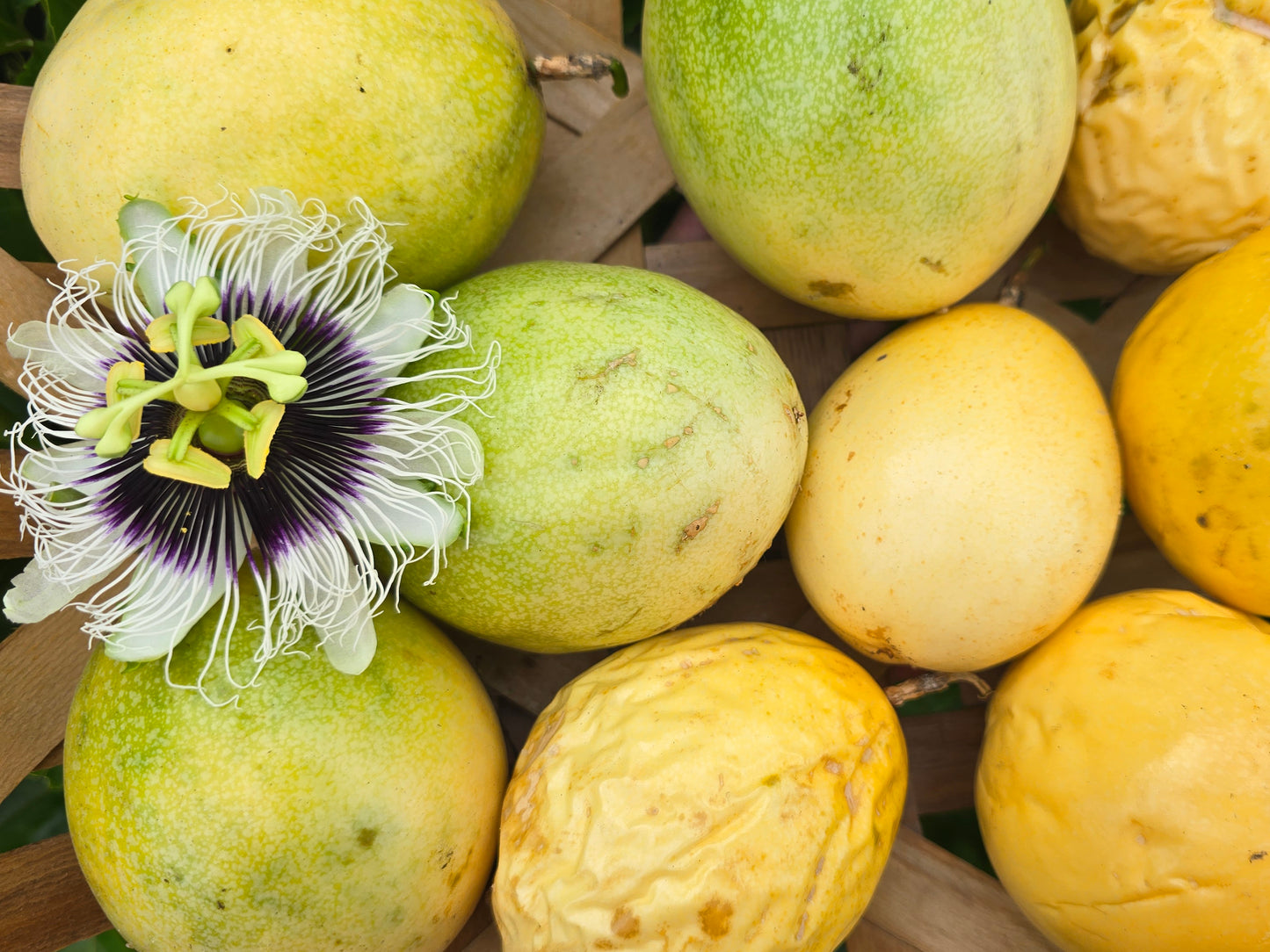 RARE Giant Yellow Brazilian Passionfruit Seeds