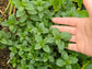 Peppermint Herb Seeds