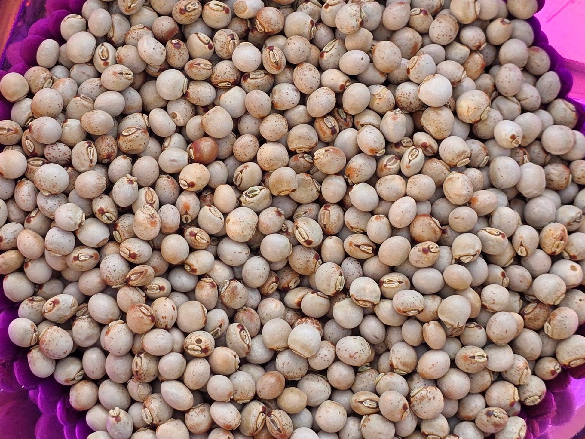 garden peas seeds Pigeon Peas (Guandules) – Drought-Tolerant Perennial – Jerra's Garden