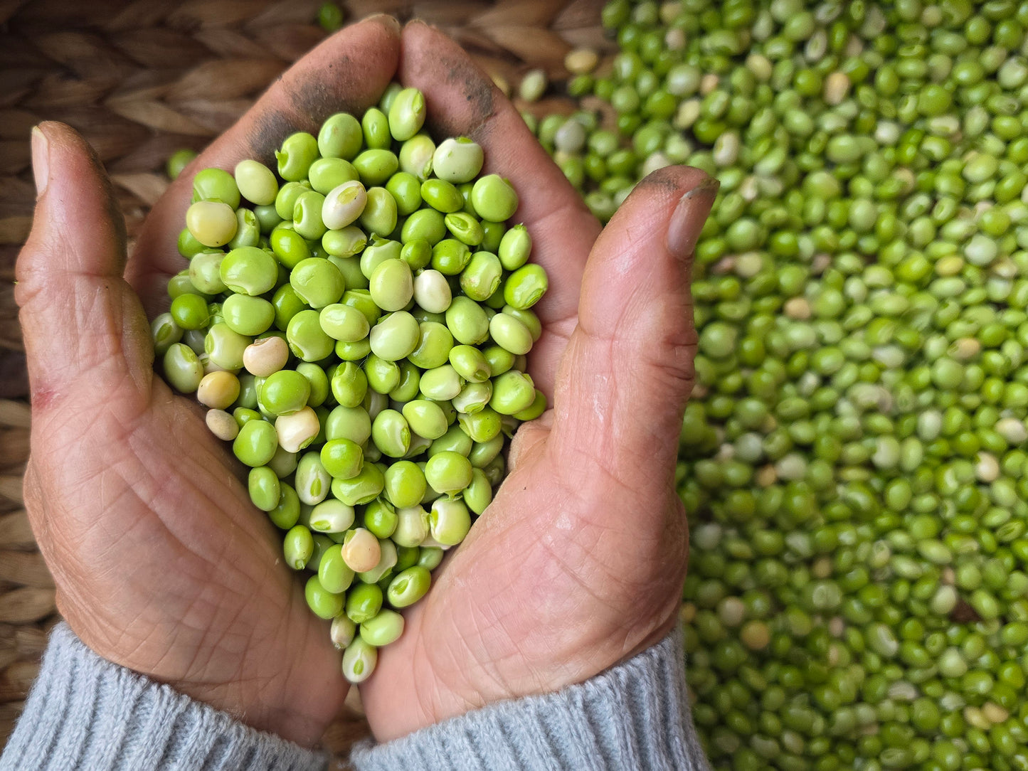 Pigeon Peas aka Guandules Seeds