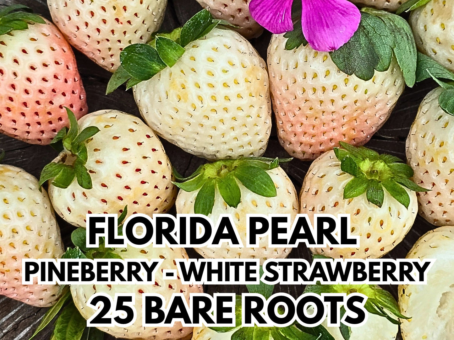 PRE SALE Strawberry Bare Roots — Ember & Florida Pearl Pineberry Varieties