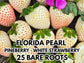 PRE SALE Strawberry Bare Roots — Ember & Florida Pearl Pineberry Varieties