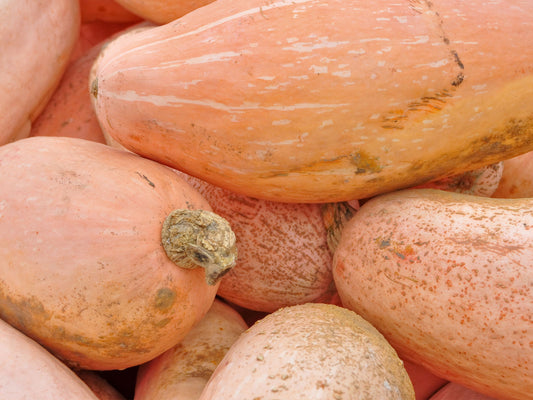 Jumbo Banana Squash