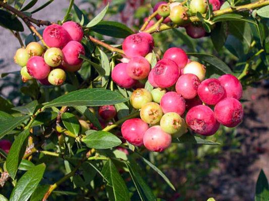 Pink Lemonade Blueberry LIVE Plant