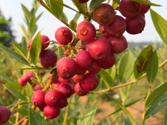 Pink Lemonade Blueberry LIVE Plant