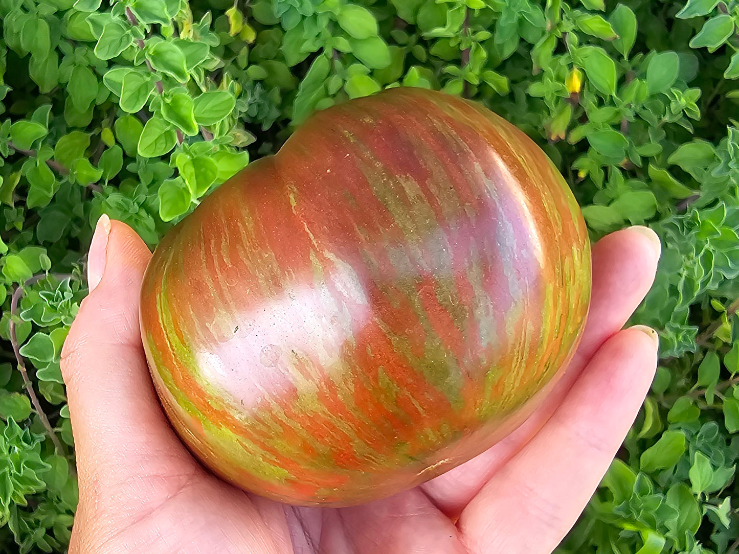 Pink Berkeley Tie Dye Tomato Seeds