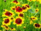 Plains Coreopsis Flower Seeds