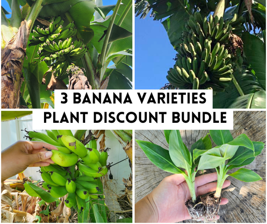 Plant Bundle Discount - 1 each Gran Nain,  Dwarf Cavendish, & Lacatan Banana Starter LIVE Plants