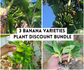 Plant Bundle Discount - 1 each Gran Nain,  Dwarf Cavendish, & Lacatan Banana Starter LIVE Plants