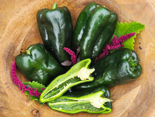 Poblano aka Ancho Chile Pepper Seeds
