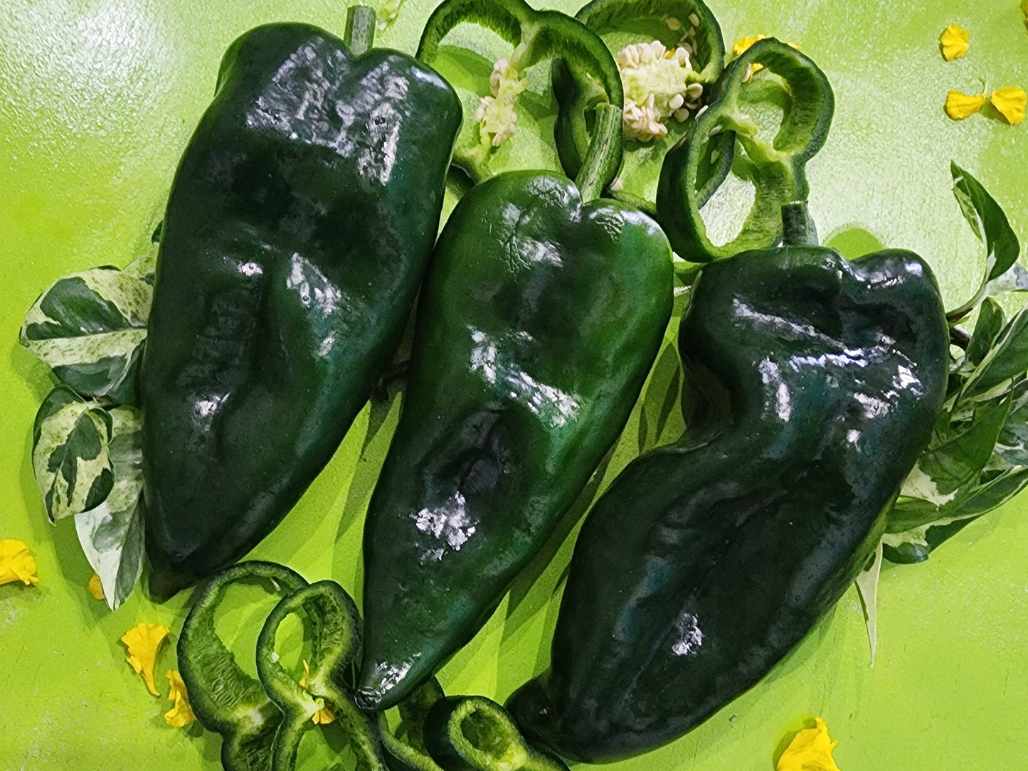 Poblano aka Ancho Chile Pepper Seeds
