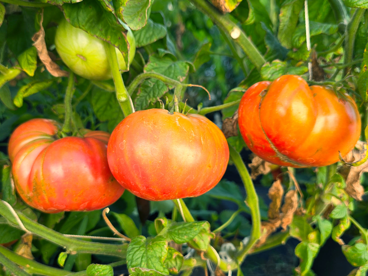 Polish Beefsteak Tomato Seeds