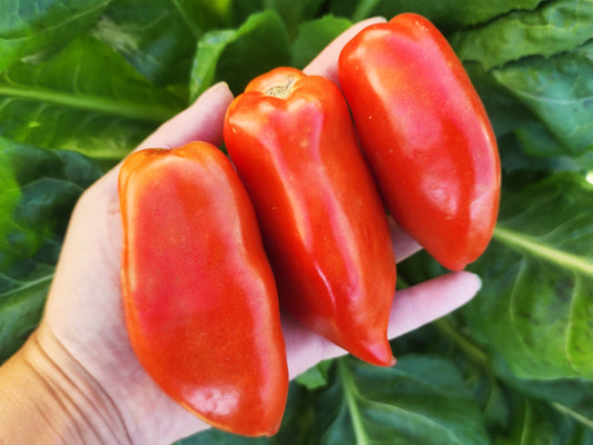 Polish Linguisa Heirloom Tomato Seeds