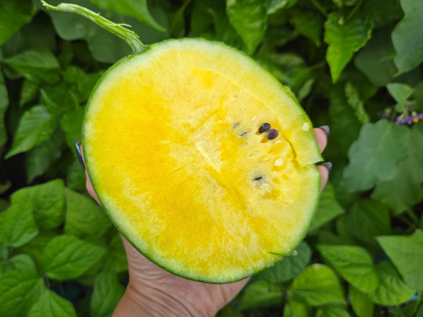 Rare Pony Yellow F1 Yellow Watermelon Seeds