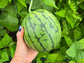 Rare Pony Yellow F1 Yellow Watermelon Seeds