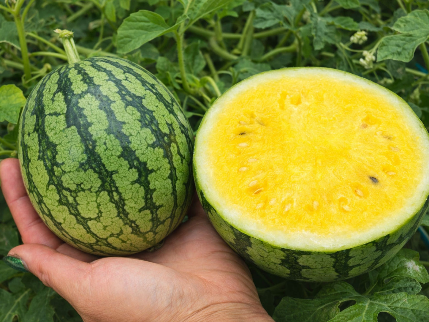 Rare Pony Yellow F1 Yellow Watermelon Seeds