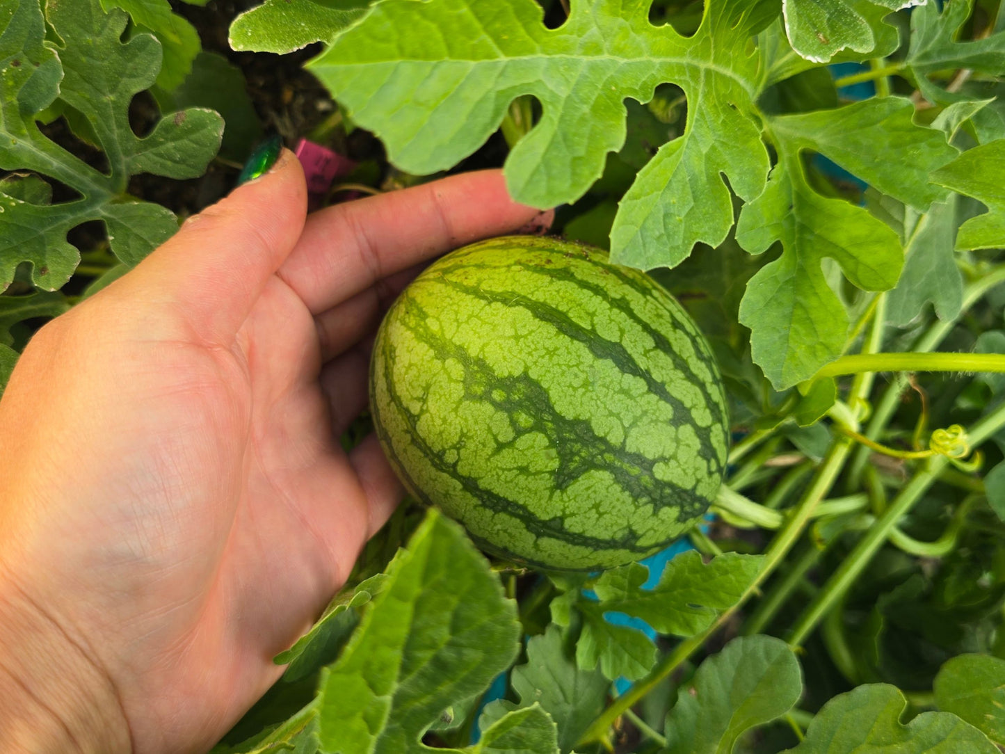 Rare Pony Red F1 Watermelon Seeds