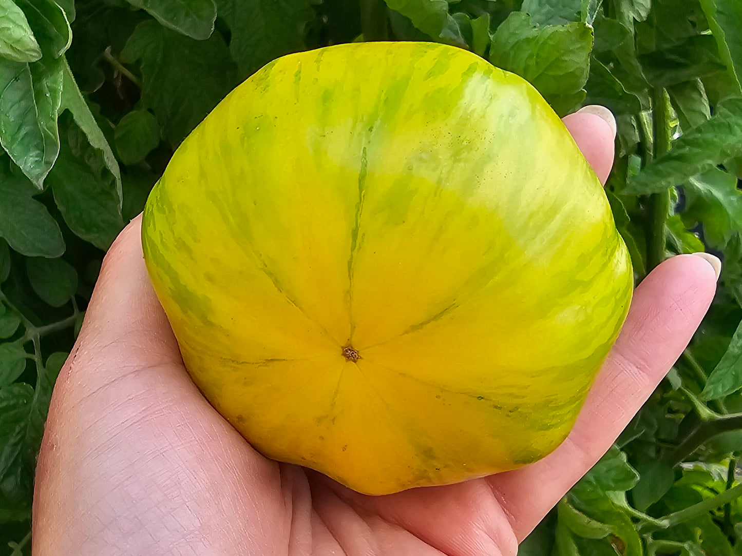 Pork Chop Yellow Beefsteak Tomato Seeds