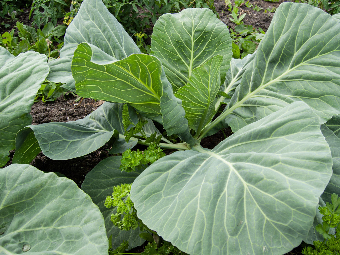 Portuguese Kale Seeds