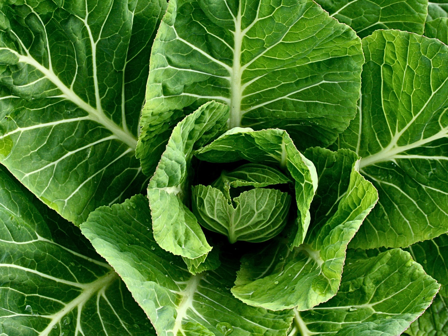 Portuguese Kale Seeds