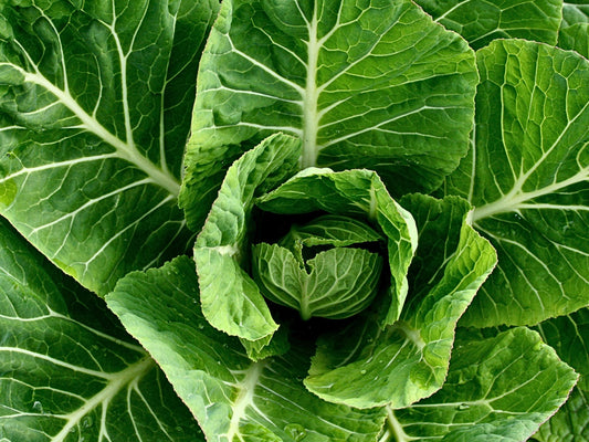 Portuguese Kale Seeds