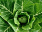 Portuguese Kale Seeds