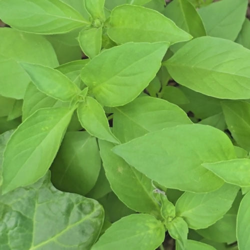 Lime Basil Seeds
