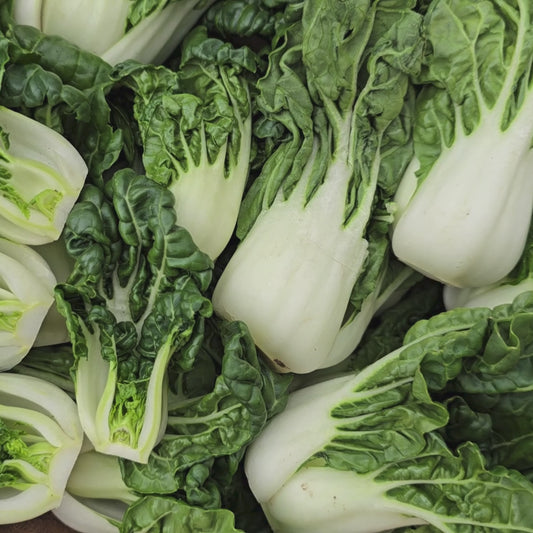 Extra Dwarf 2 Inch Bok Choy Seeds