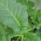 Ethiopian Kale Seeds