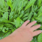 Mibuna Japanese Mustard Greens Seeds