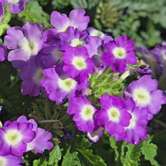Purple Moss Verbena Flower Seeds