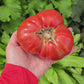 Texwine Beefsteak Tomato Seeds