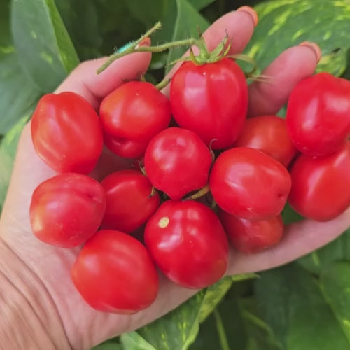 Aosta Valley Long Keeper Cherry Tomato Seeds