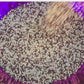 Brilliant Rainbow Quinoa Seeds