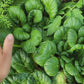 Tatsoi Asian Mustard Greens Seeds