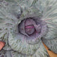 Mammoth Red Rock Red Cabbage Seeds
