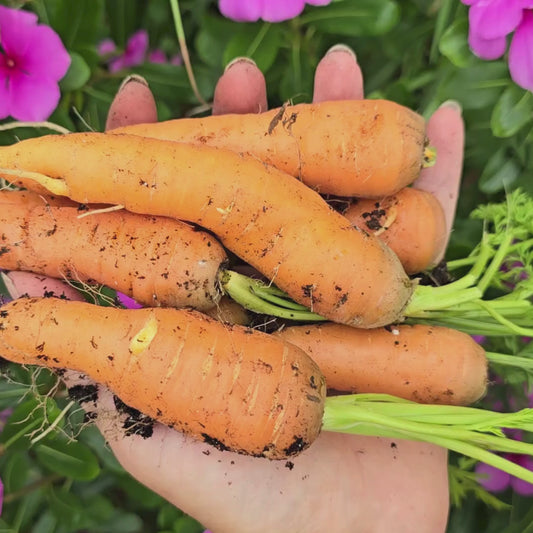 Scarlet Nantes Carrot Seeds