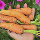 Scarlet Nantes Carrot Seeds
