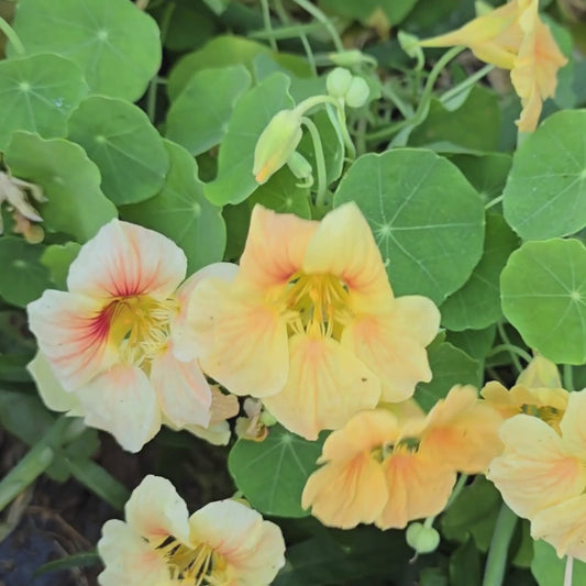 Tom Thumb Dwarf Mix Nasturtium Seeds