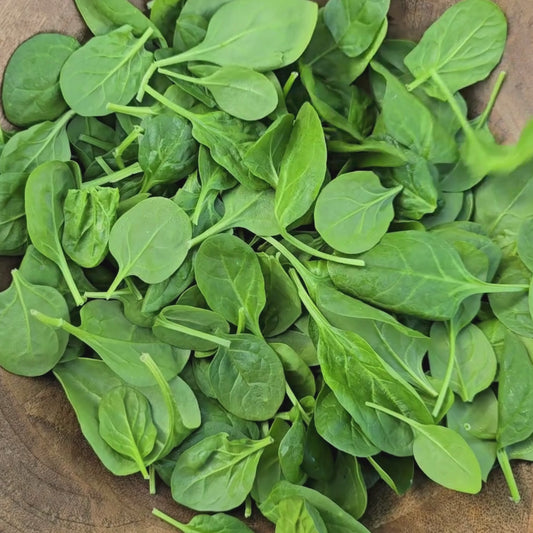 Viroflay Smooth Spinach Seeds