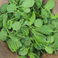 Viroflay Smooth Spinach Seeds