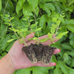 Red Goji Berry aka Wolfberry LIVE Plant