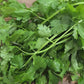 Leisure Splits Slow Bolt Cilantro Herb Seeds