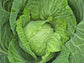 Golden Acre Cabbage Seeds